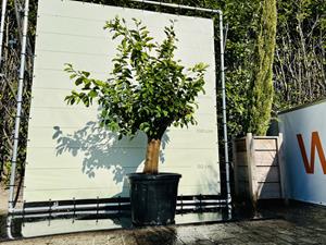 Tropictrees Citrusboom - Limoenboom
