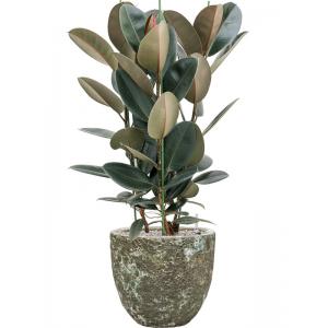 Plantenwinkel.nl Plant in Pot Ficus Elastica Abidjan 110 cm kamerplant in Baq Lava Relic Jade 36 cm bloempot