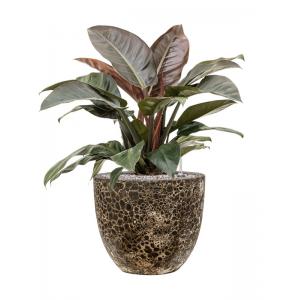 Plantenwinkel.nl Plant in Pot Philodendron Imperial Red 80 cm kamerplant in Baq Lava Relic Black 36 cm bloempot