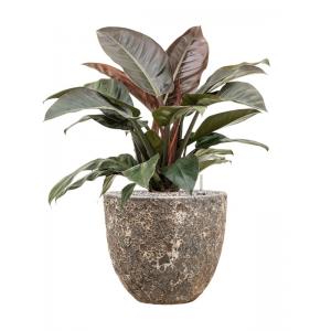 Plantenwinkel.nl Plant in Pot Philodendron Imperial Red 80 cm kamerplant in Baq Lava Relic Rust Metal 36 cm bloempot