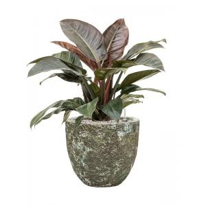 Plantenwinkel.nl Plant in Pot Philodendron Imperial Red 80 cm kamerplant in Baq Lava Relic Jade 36 cm bloempot