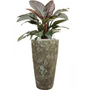 Plantenwinkel.nl Plant in Pot Philodendron Imperial Red 115 cm kamerplant in Baq Lava Relic Jade 35 cm bloempot
