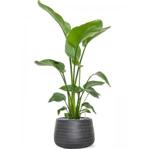 Plantenwinkel.nl Plant in Pot Strelitzia Nicolai 110 cm kamerplant in Baq Angle 34 cm bloempot