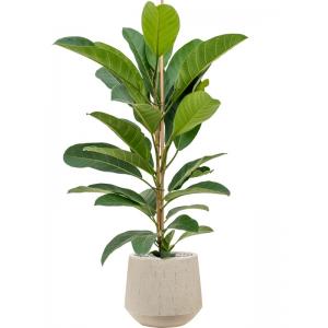 Plantenwinkel.nl Plant in Pot Ficus Benghalensis Roy 110 cm kamerplant in Baq Raindrop 30 cm bloempot