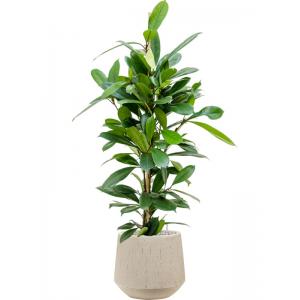 Plantenwinkel.nl Plant in Pot Ficus Cyathistipula 110 cm kamerplant in Baq Raindrop 30 cm bloempot
