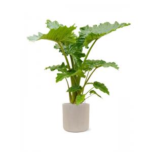 Plantenwinkel.nl Plant in Pot Alocasia Portodora 155 cm kamerplant in Baq Raindrop 42 cm bloempot