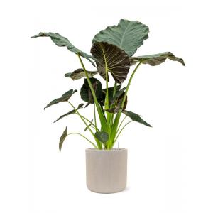 Plantenwinkel.nl Plant in Pot Alocasia Regal Shields 155 cm kamerplant in Baq Raindrop 42 cm bloempot