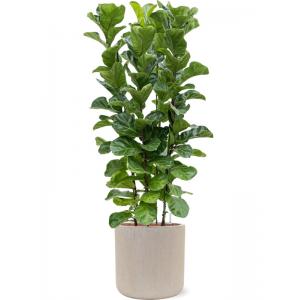 Plantenwinkel.nl Plant in Pot Ficus Lyrata Bambino 160 cm kamerplant in Baq Raindrop 42 bloempot