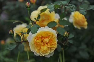 Tuinplant.nl Gele Engelse roos