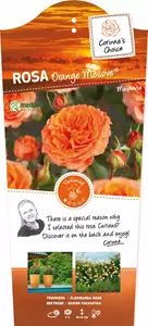 Corinne's Choice Stamroos Orange Meilove - Oranje Roos