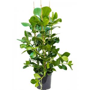 Plantenwinkel.nl Clusia Rosea 110 cm M kamerplant