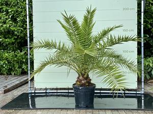 Tropictrees Palmboom - Phoenix Canariensis
