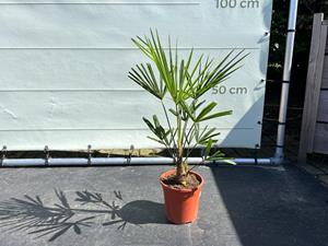 Tropictrees Palmboom - Trachycarpus Fortunei