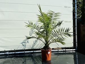 Tropictrees Palmboom - Phoenix Canariensis