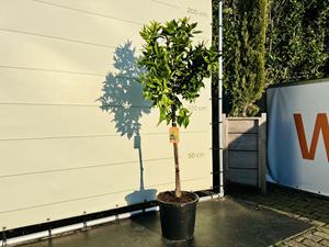 Tropictrees Citrusboom - Mandarijnboom