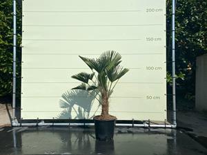 Tropictrees Palmboom - Trachycarpus Wagnerianus