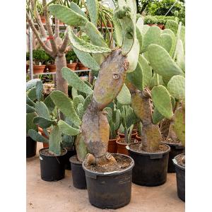 Plantenwinkel.nl Cactus Opuntia Indica L 200 cm kamerplant
