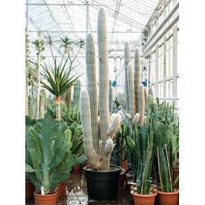 Plantenwinkel.nl Cactus Espostoa Lanata 220 cm tuinplant