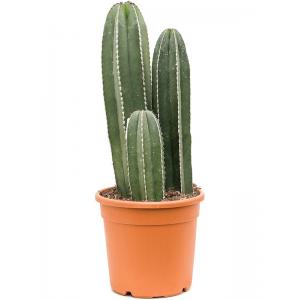 Plantenwinkel.nl Cactus Marginatocereus Marginatus 75 cm tuinplant