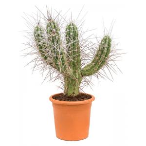 Plantenwinkel.nl Cactus Stetsonia Coryne M 85 cm tuinplant