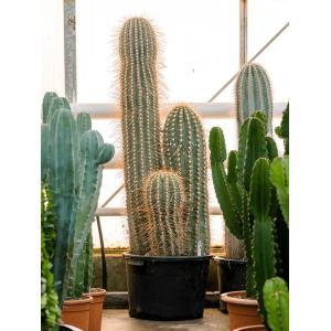 Plantenwinkel.nl Cactus Trichocereus Paracana 160 cm tuinplant