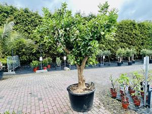 Tropictrees Citrusboom - Sinaasappelboom XXL