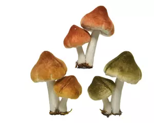 Decoris Kersthanger paddenstoel 5x7x9cm