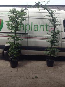 Tuinplant.nl Rode beuk boog