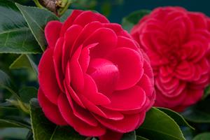 Tuinplant.nl Camellia Rood