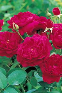 Tuinplant.nl Rode Engelse roos