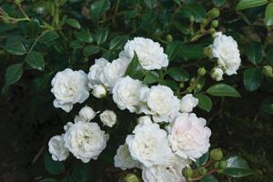 Tuinplant.nl Witte bodembedekkende roos