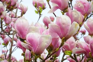 Tuinplant.nl Magnolia stam