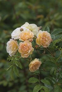 Tuinplant.nl Rambler roos