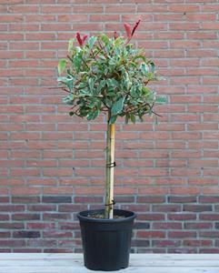 Tuinplant.nl Glansmispel op stam