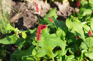 Tuinplant.nl Duizendknoop