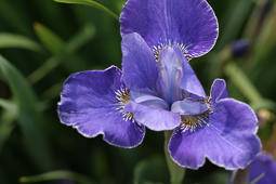 Tuinplant.nl Siberische iris