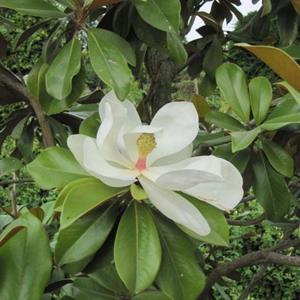 Tuinplant.nl Zuidelijke magnolia