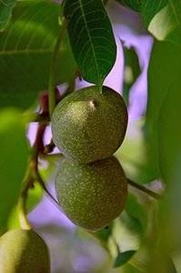 Tuinplant.nl walnoot proslavski