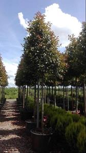 Tuinplant.nl Glansmispel boomvorm