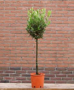 Tuinplant.nl Olijf op stam