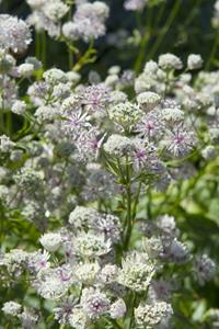 Tuinplant.nl Zeeuws knoopje