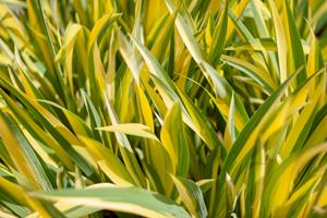 Tuinplant.nl Bonte dwergkalmoes