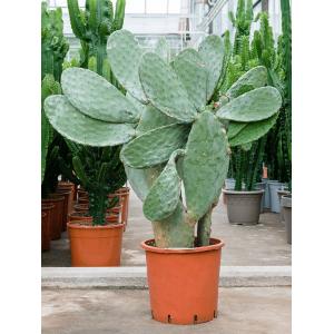 Plantenwinkel.nl Cactus Opuntia Indica L 120 cm kamerplant