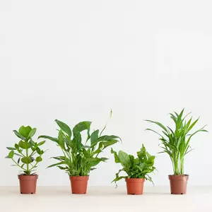 Plantje Luchtzuiverende Kamerplantenmix - Klein - P12 - 4 stuks