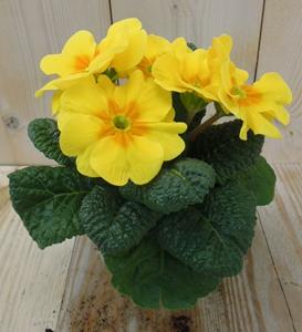 Warentuin Natuurlijk 5 stuks! Perk Plant Primula Geel - 