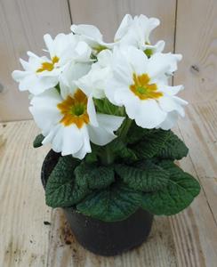 Warentuin Natuurlijk 5 stuks! Perk Plant Primula Wit Goud - 