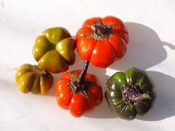 Decoflorall Solanum Aethiopicum =wilde vorm=sier Solanum Aethiop
