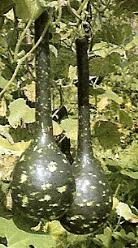 Decoflorall Amphora - 500 zaden Amphora