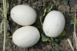 Decoflorall Ball Round White Gourd - 100 zaden Ball white