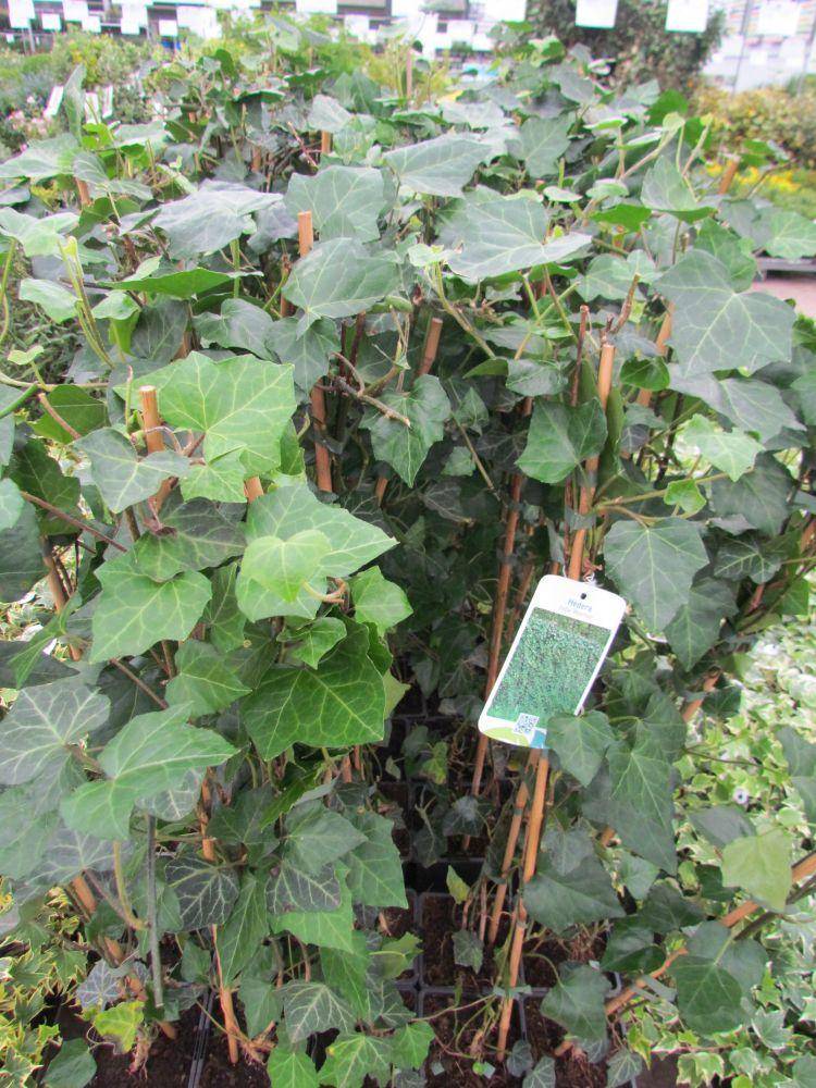 Tuinplant.nl Klein bladige klimop